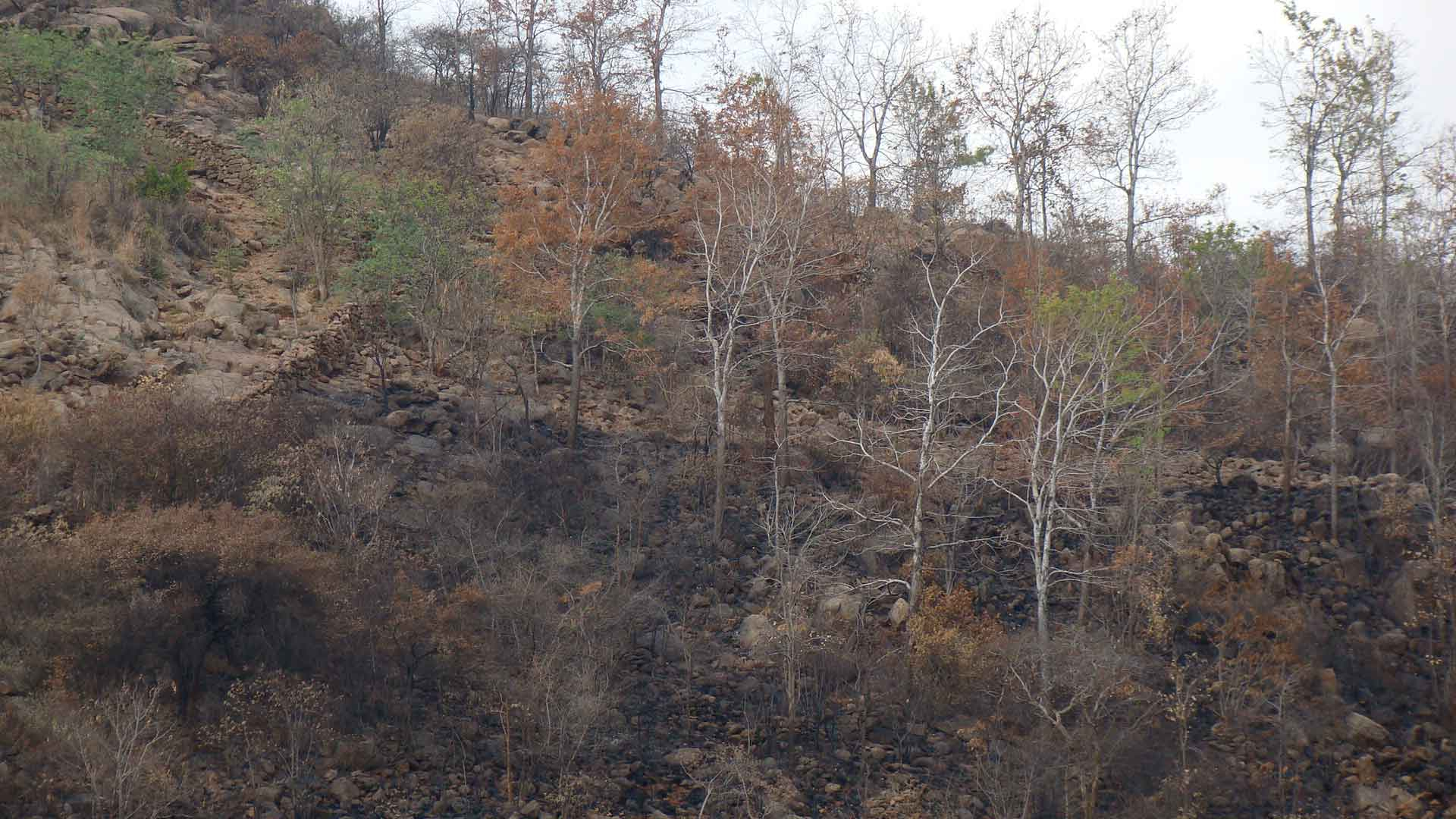 Managed Forest Boundaries